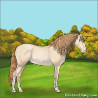 Horse Color:Buckskin Pearl 