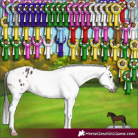 Horse Color:Gray White Spotted Liver Chestnut Appaloosa Rabicano