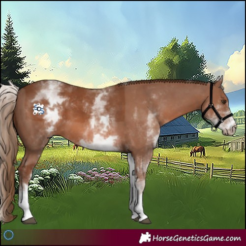Horse Color:White Spotted Chestnut 
