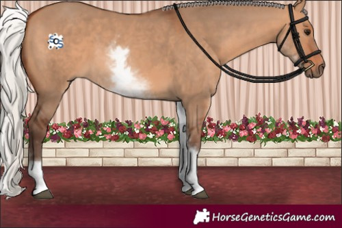 Horse Color:White Spotted Silver Bay Dun 