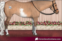 Horse Color:White Spotted Silver Bay Dun 