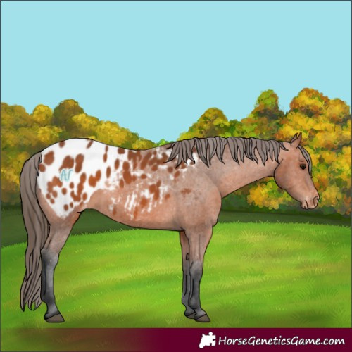 Horse Color:Bay Appaloosa 