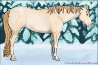 Horse Color:Buckskin Pearl 