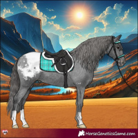 Horse Color:Black Appaloosa 