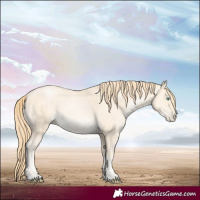 Horse Color:Buckskin Pearl 