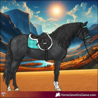 Horse Color:Black Appaloosa 