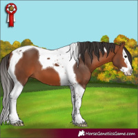 Horse Color:Bay Splash Tobiano