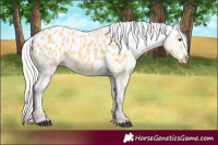 Horse Color:Silver Buckskin Blanket 