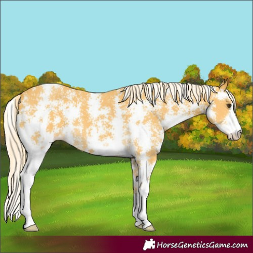 Horse Color:Palomino Sabino 