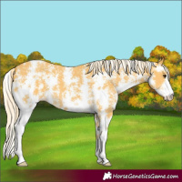 Horse Color:Palomino Sabino 