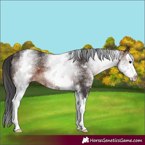 Horse Color:White Spotted Brown Sabino Splash