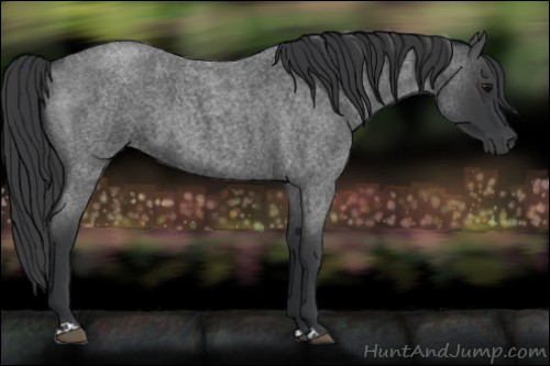 Horse Color:Blue Roan  and Blue Roan 