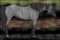 Horse Color:Blue Roan  and Blue Roan 