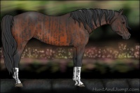 Horse Color:Black  and Brown 