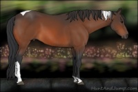 Horse Color:Bay Tobiano 