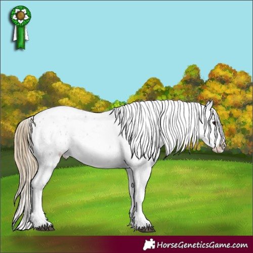 Horse Color:Smoky Grullo Roan Splash Appaloosa 