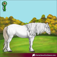 Horse Color:Smoky Grullo Roan Splash Appaloosa 