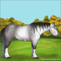 Horse Color:Gray White Spotted Brown