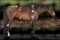Horse Color:White Spotted Brown Sabino 