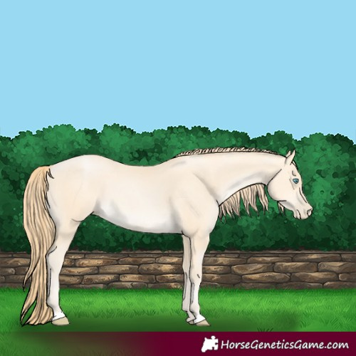 Horse Color:Buckskin Pearl 