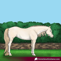 Horse Color:Buckskin Pearl 