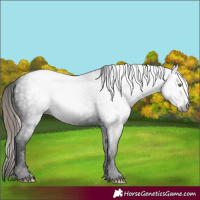 Horse Color:Gray Void White Spotted Amber Champagne Roan Dun Frame Appaloosa Rabicano