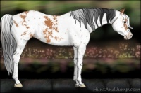 Horse Color:Bay Sabino 