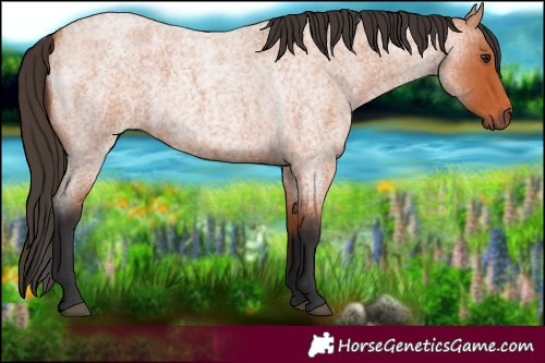 Horse Color:Bay Roan 