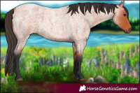 Horse Color:Bay Roan 