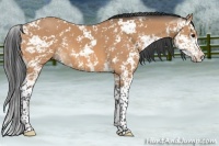Horse Color:Bay Mushroom Sabino 