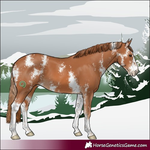 Horse Color:Chestnut Sabino 