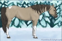 Horse Color:Smoky Grullo Tobiano 