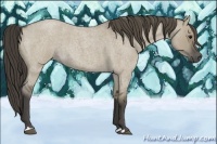 Horse Color:Smoky Grullo Roan 