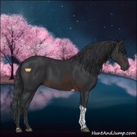 Horse Color:Brown Tobiano 