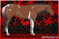 Horse Color:Bay Sabino Tobiano 