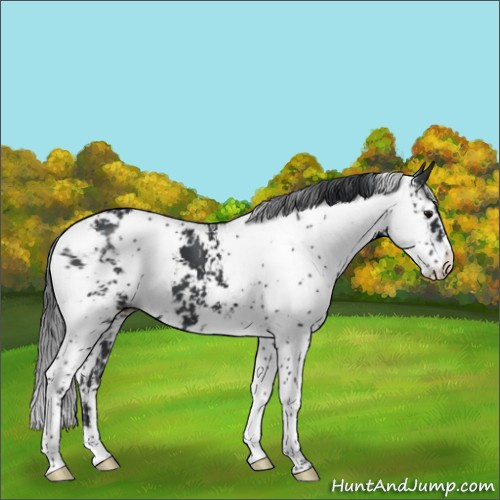 Horse Color:Black Sabino