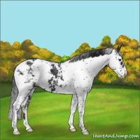 Horse Color:Black Sabino 
