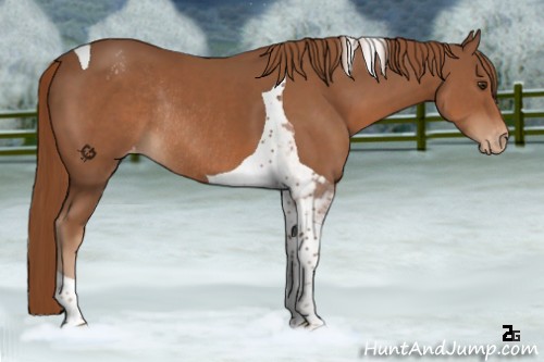 Horse Color:Chestnut Tobiano Varnish Rabicano 