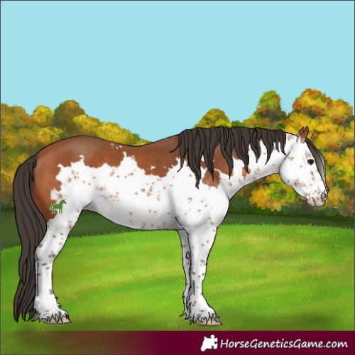 Horse Color:Bay Sabino 