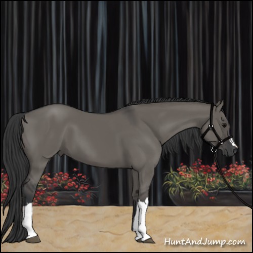 Horse Color:Grullo 