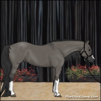Horse Color:Grullo 