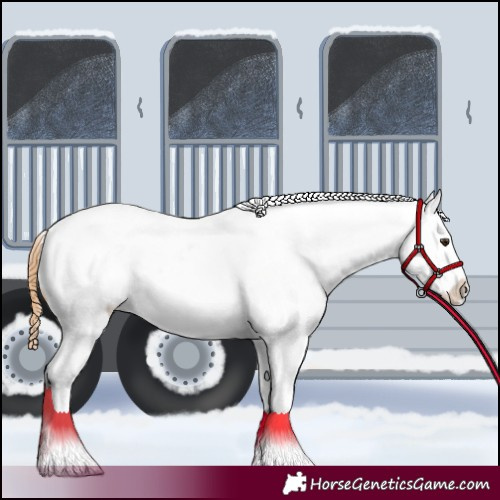 Horse Color:Red Roan Appaloosa 