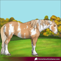 Horse Color:Chestnut Sabino