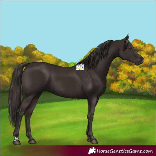 Horse Color:Liver Chestnut  and Liver Chestnut 