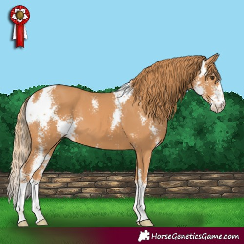 Horse Color:Chestnut Sabino