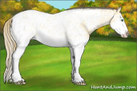 Horse Color:Amber Cream Champagne Ice Roan Splash Appaloosa