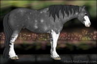 Horse Color:Blue Roan Sabino