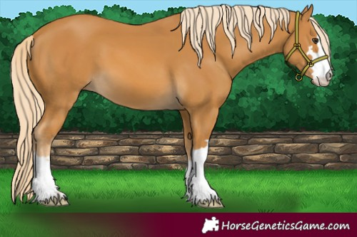 Horse Color:Palomino 