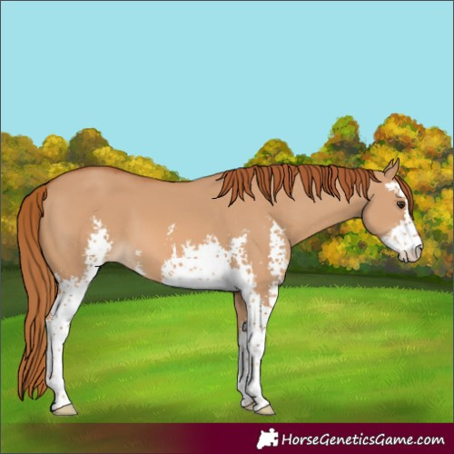 Horse Color:Red Dun Sabino 
