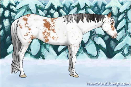 Horse Color:Bay Sabino 
